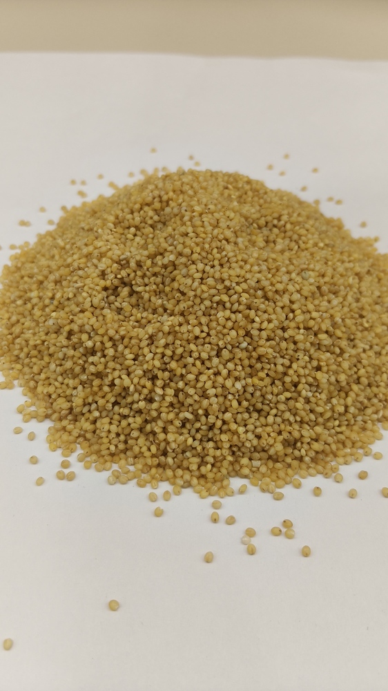 Foxtail Millet