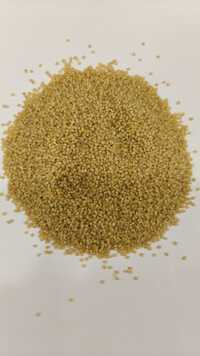 Foxtail Millet