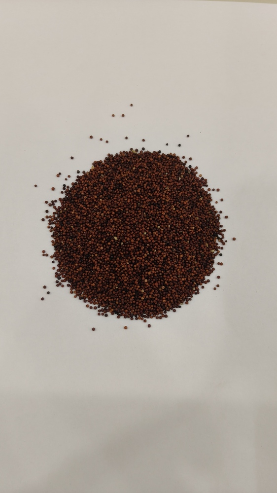 Ragi Millet