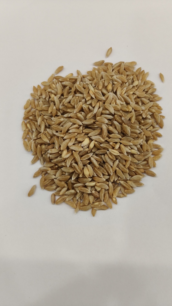 Bhalia Wheat