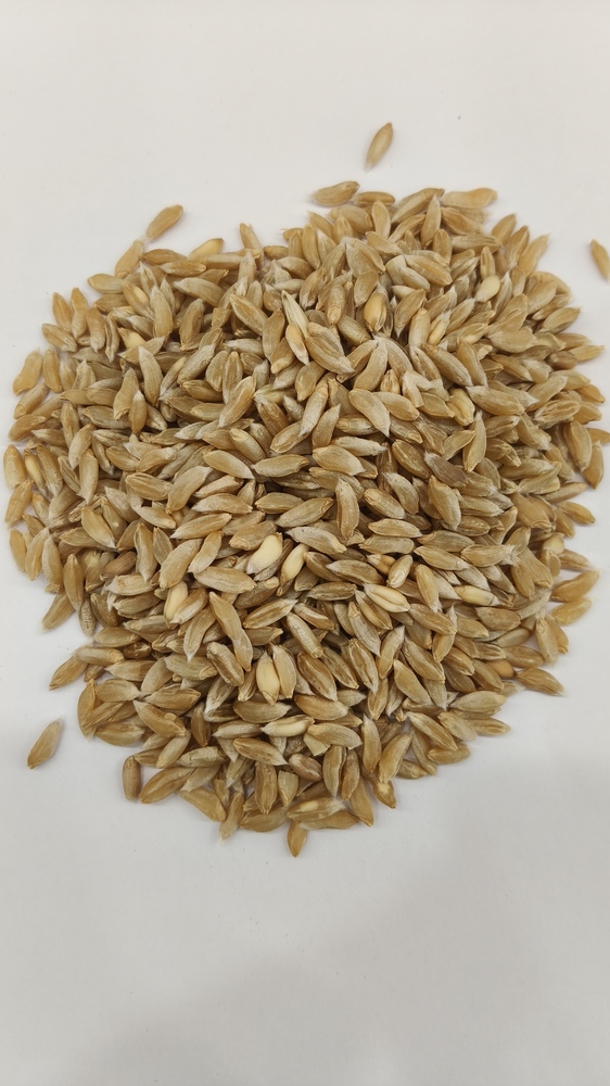 Bhalia Wheat
