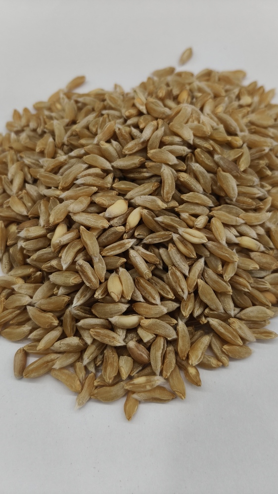 Bhalia Wheat