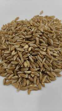 Bhalia Wheat