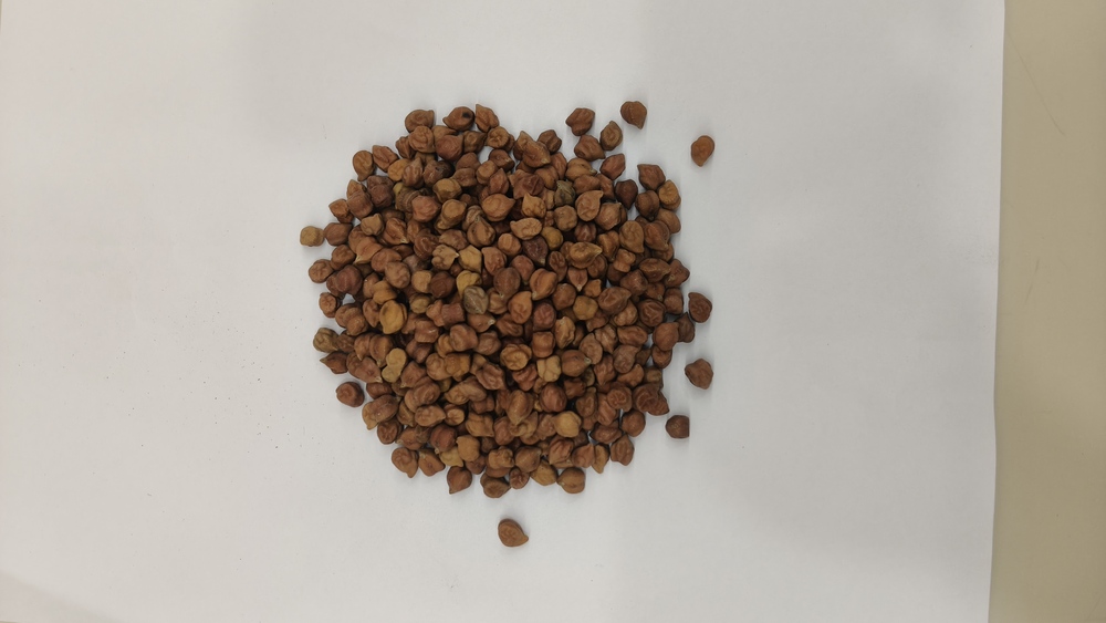 Kala Chana