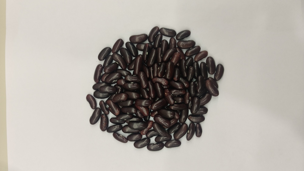 Red Rajma