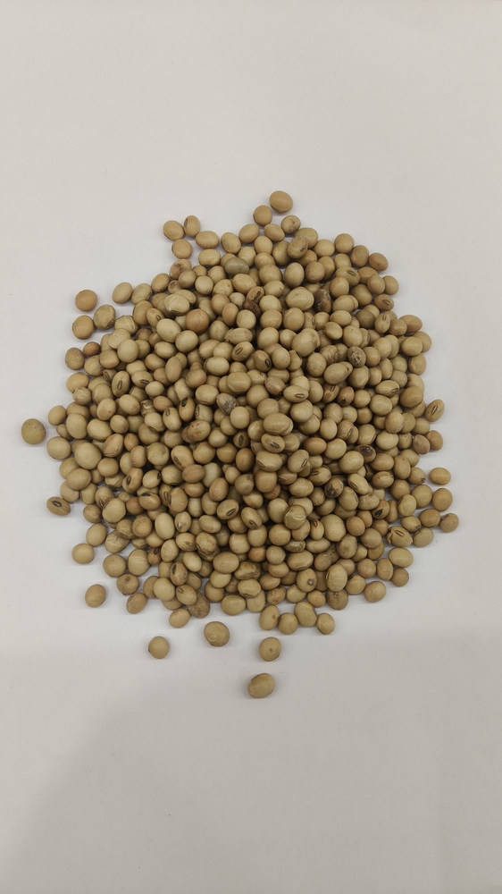 Soy bean