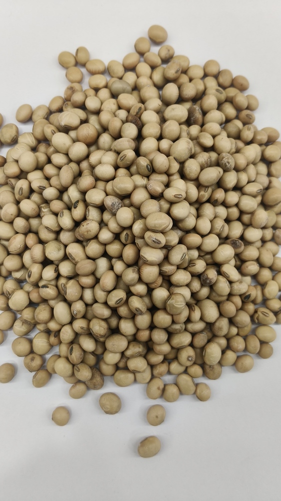 Soy Bean