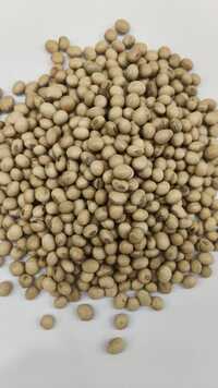 Soy bean