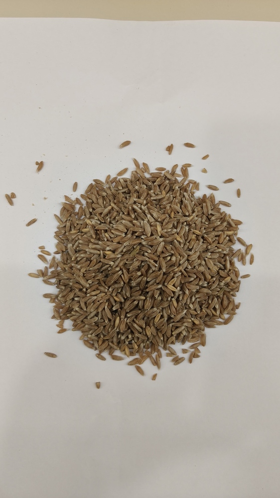Khapli Wheat