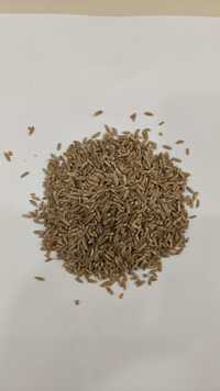 Khapli Wheat