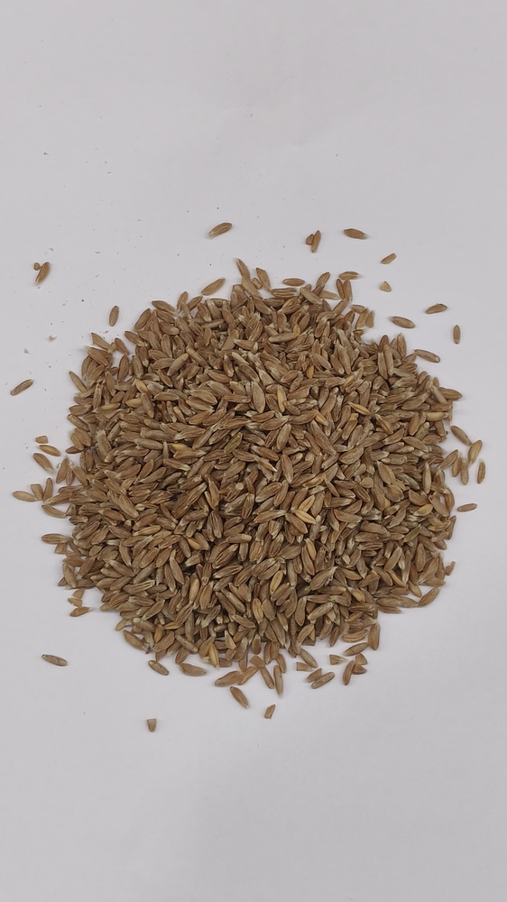 Khapli Wheat