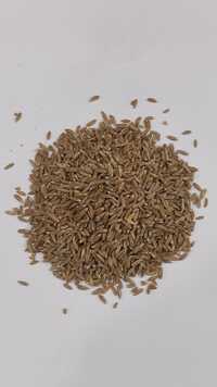 Khapli Wheat