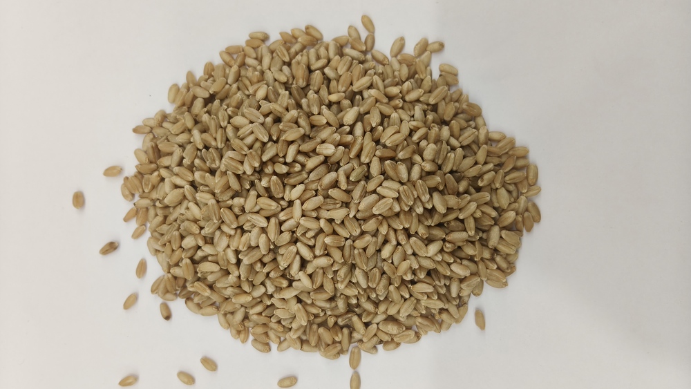 Wheat Whole