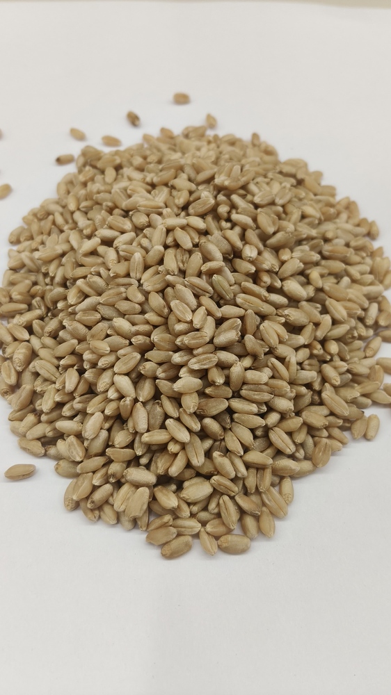 Wheat Whole