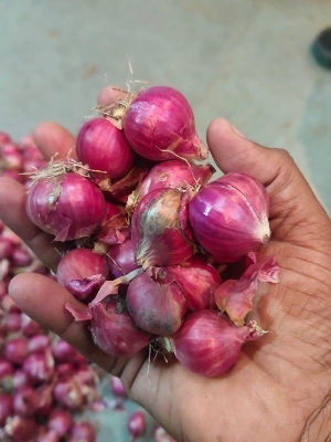 small onions or shallot