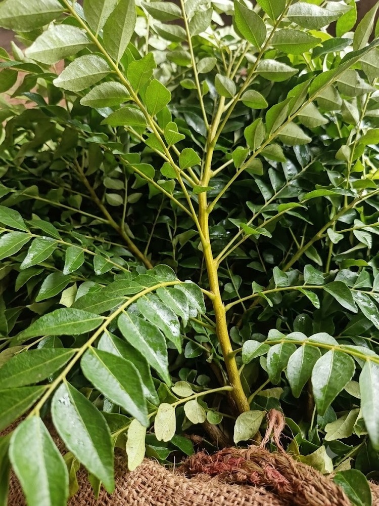 Green Curry Leaves