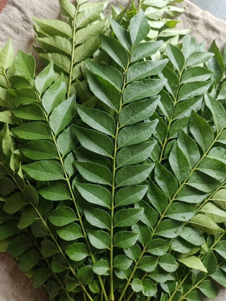 Green Curry Leaves