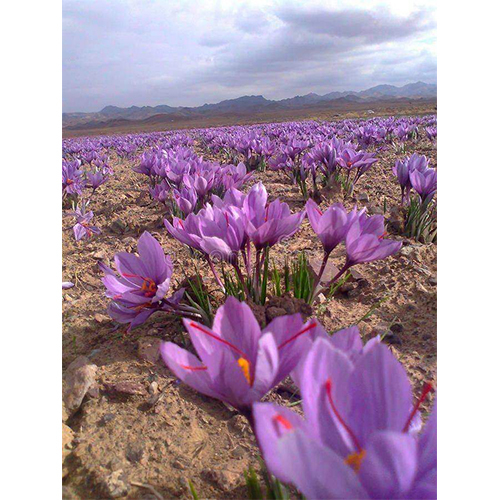 Saffron bulb kashmiri mogra