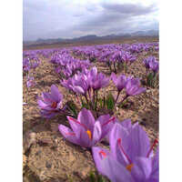 Saffron bulb kashmiri mogra
