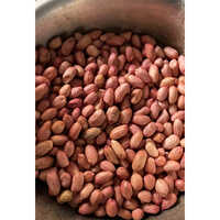 Groundnut Seeds G20