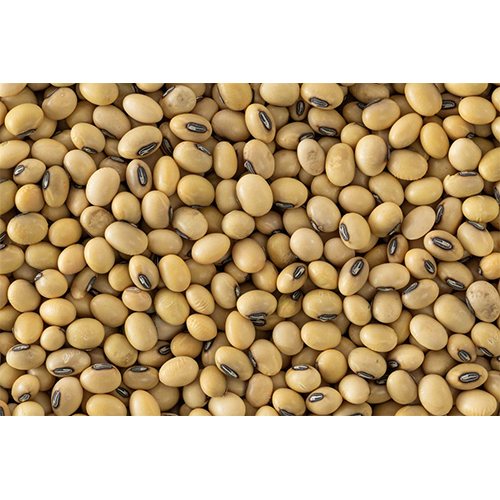 Soyabean seeds for oil extraction