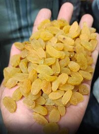 Raisin yellow