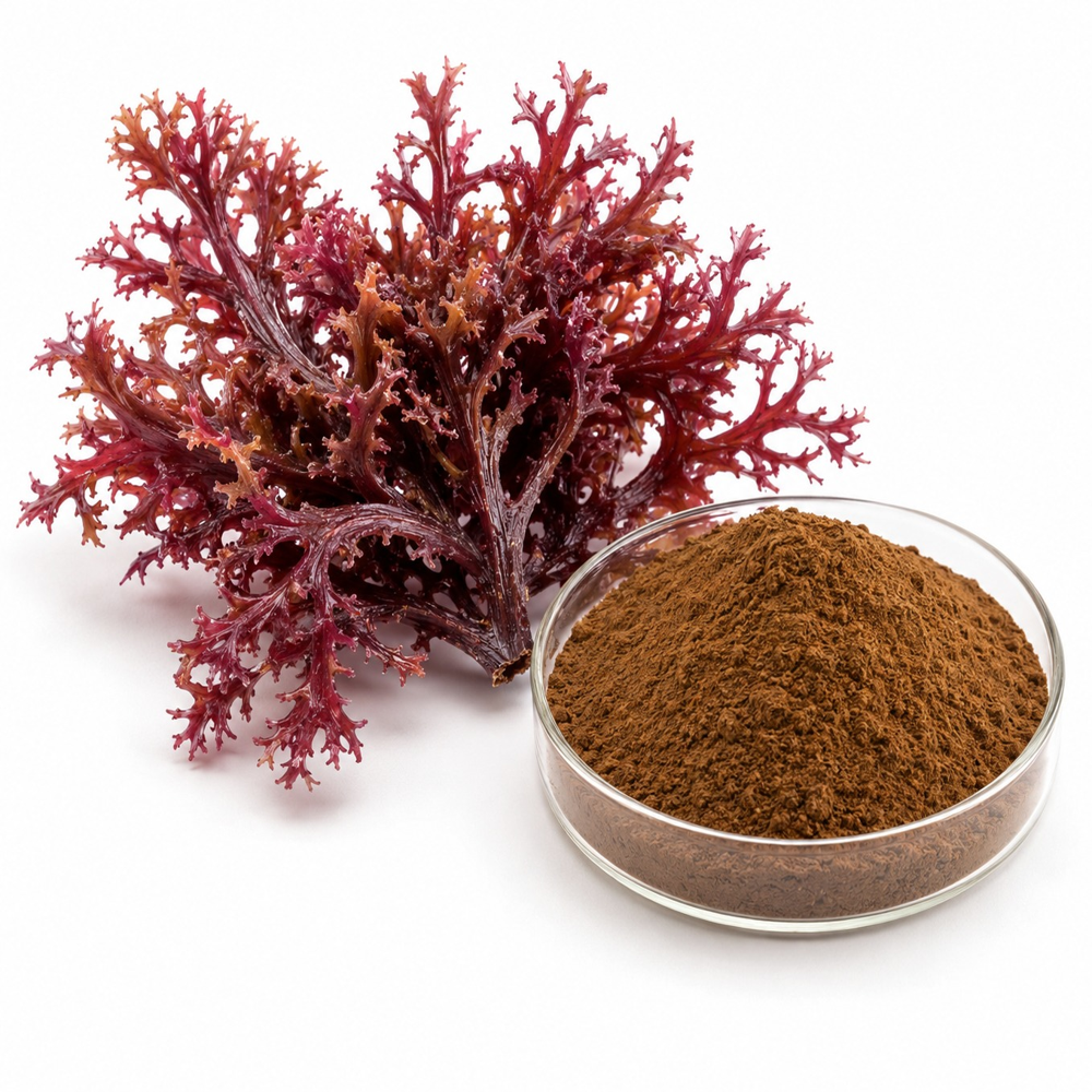 Irish Sea Moss Extract