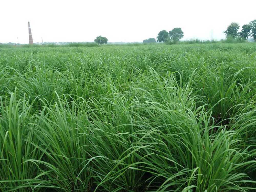 Lemongrass Leaves