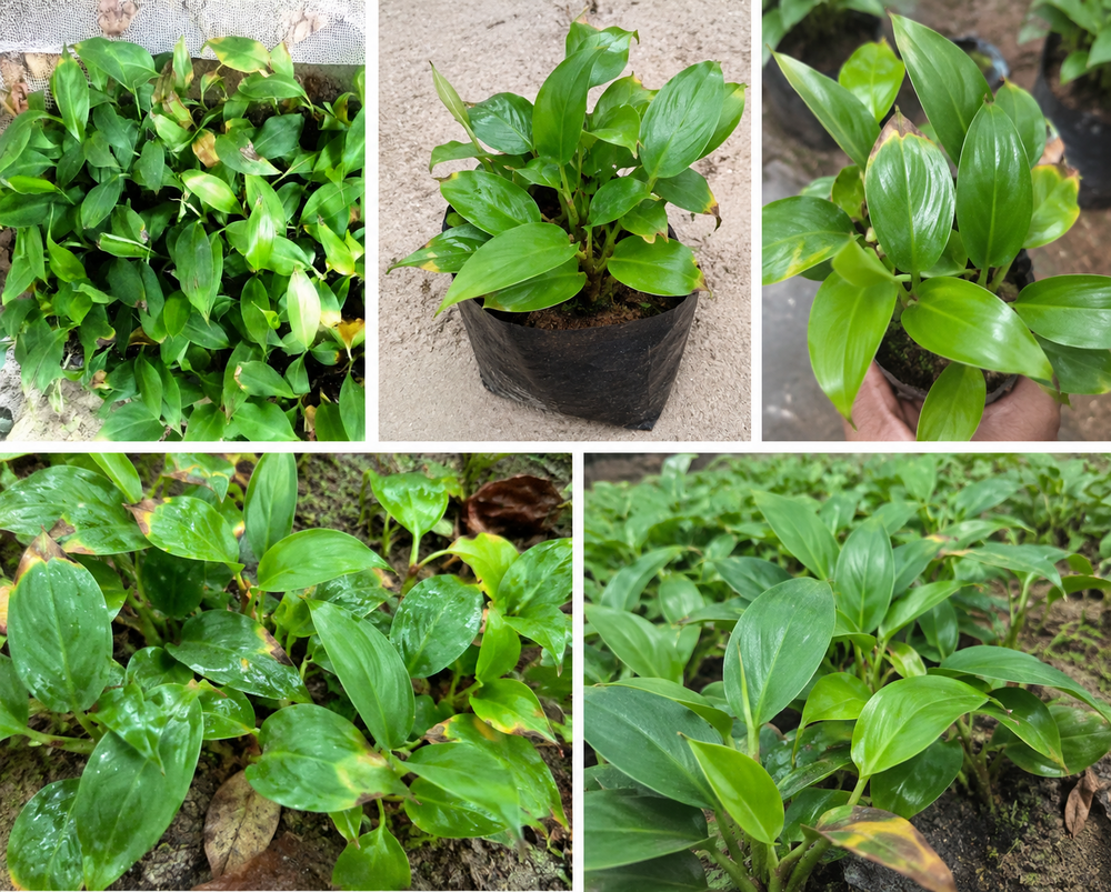 Tissue Culture G9 Banana Plant