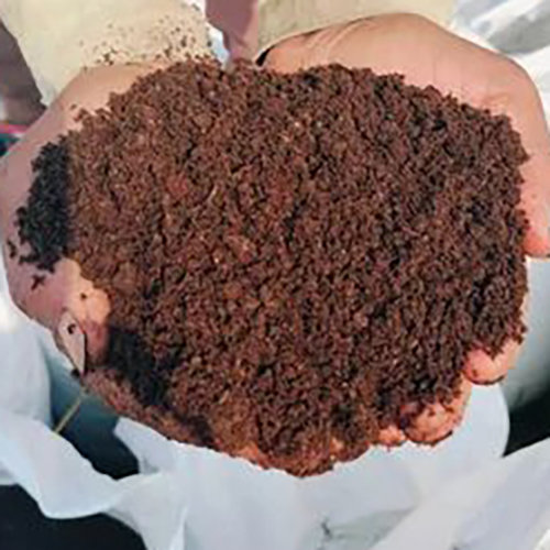 Cow Dung Manure