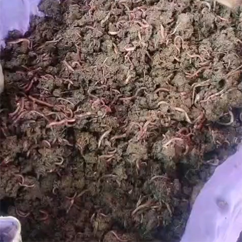 Organic Vermicompost - Purity(%): 100%