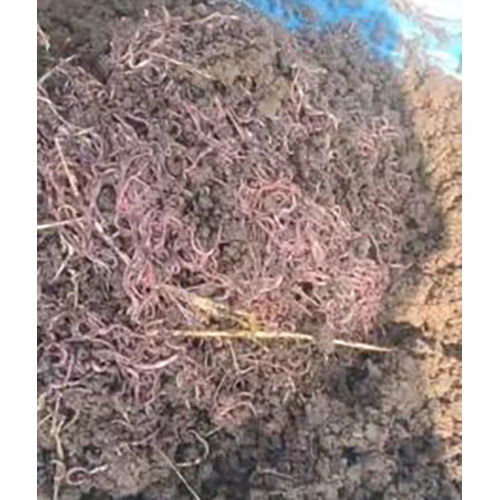 Vermi Compost