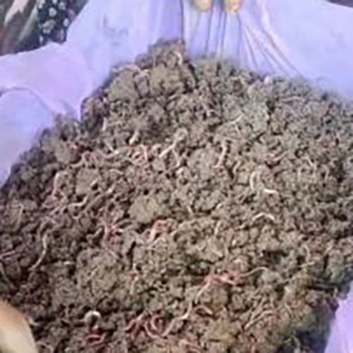 Vermi Compost