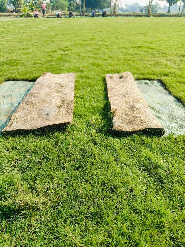 Korean Grass(natural) - Color: Green