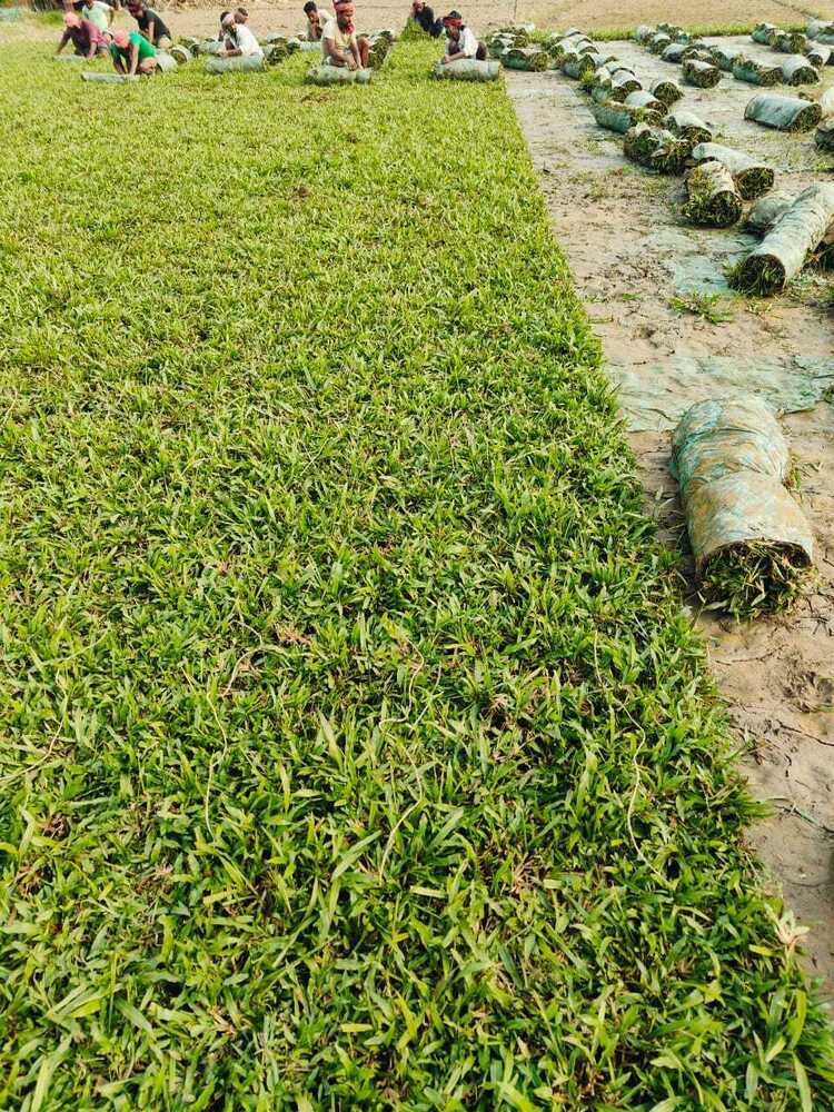 Baffalo Grass(natural) - Color: Green