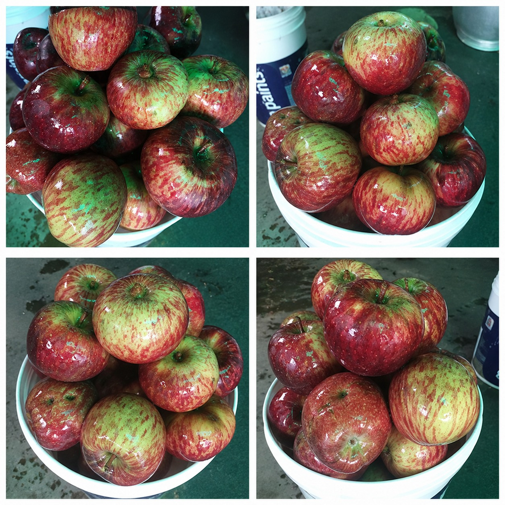Himachal Fresh Apple