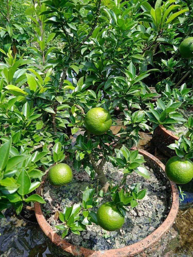 Natural Lemon Plant - Shelf Life: 5 To 12 Years