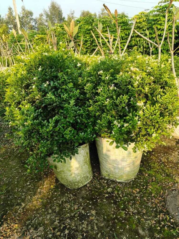 Ficus Topiary Plant - Shelf Life: 5 To 12 Years