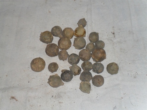 हरी माजूफुल