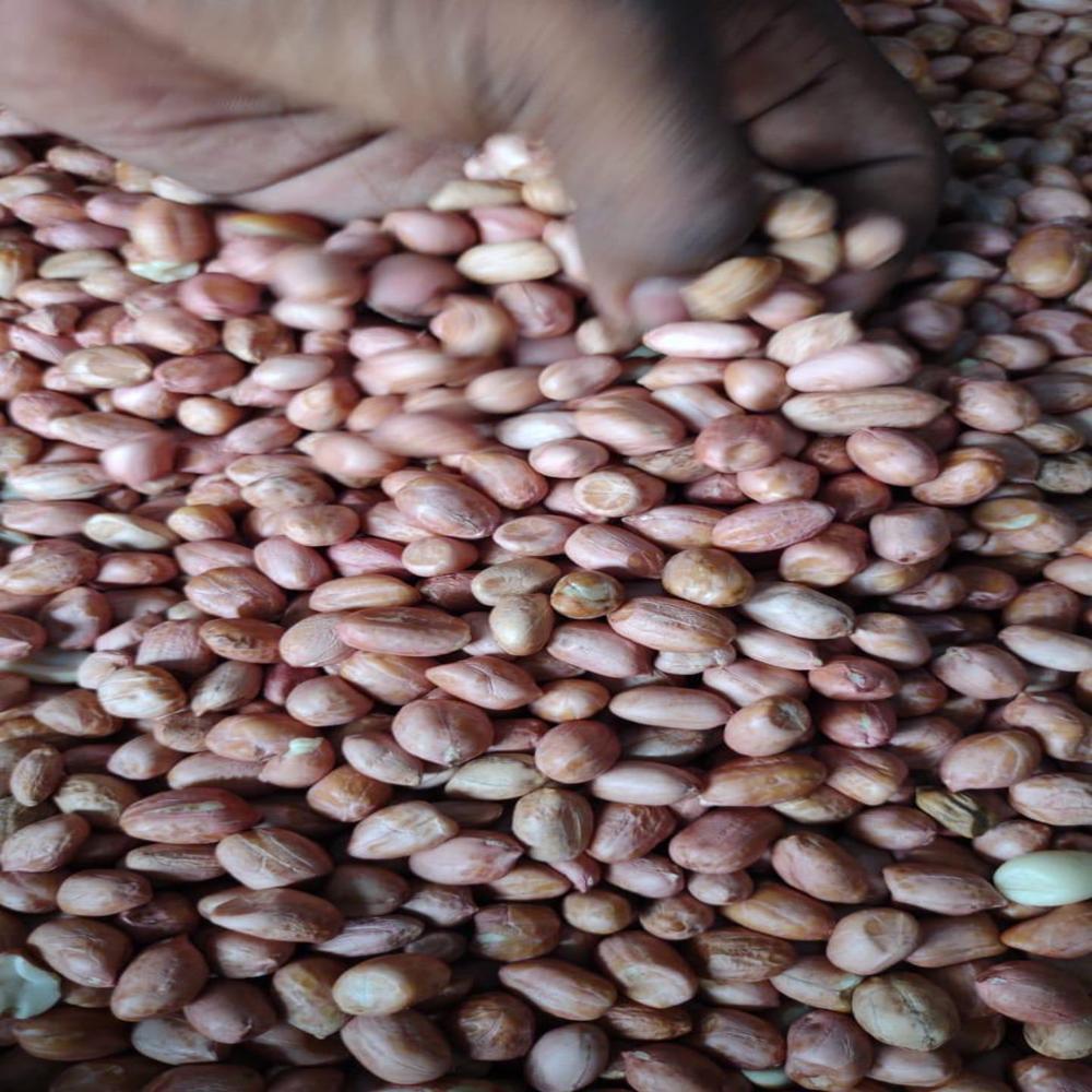 Peanut Red - Cultivation Type: Organic
