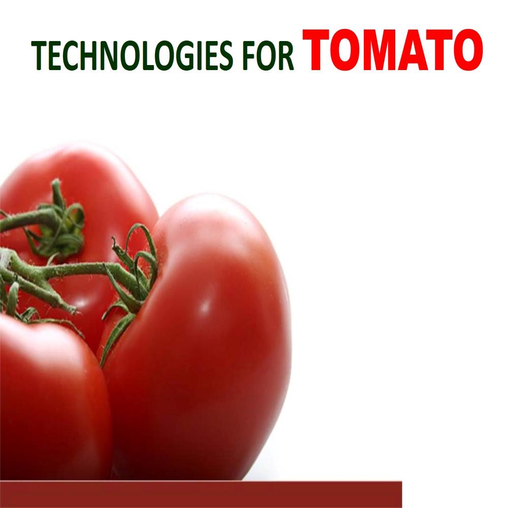 TOMATO SAUCE PROCESSING PLANT