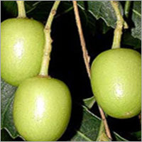 कार्बनिक नीम उत्पाद