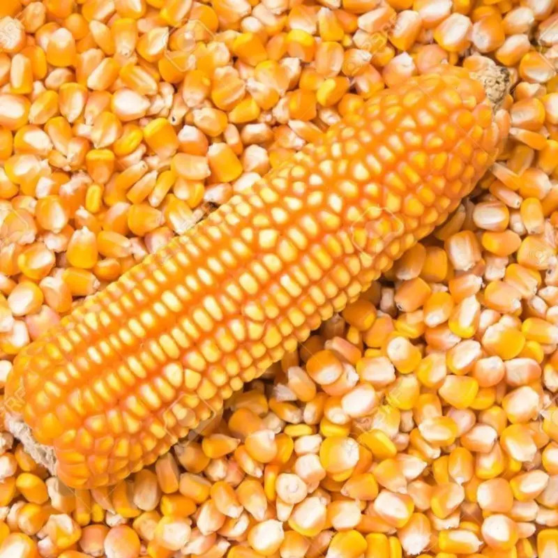 Yellow Corn - Organic Grain, 98% Purity, 75-80% Moisture, Various Sizes | Fresh Yellow Hue, Sustainable Sourcing, Ideal For Diverse Applications