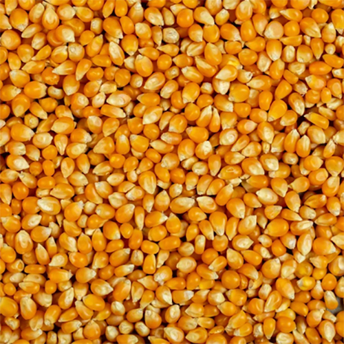 Yellow Corn
