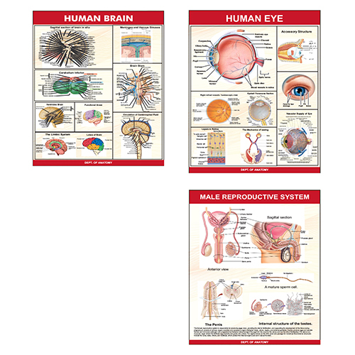 Anatomy Charts