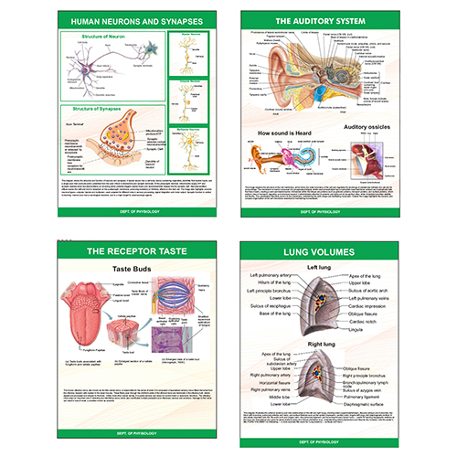 Physiology Charts