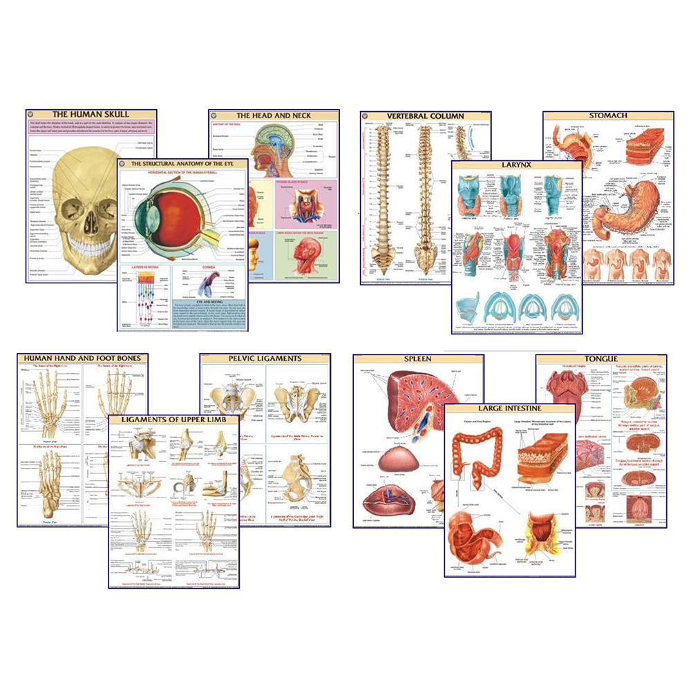 Medical And Nursing Charts