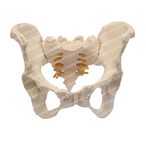 SB-0016 Adult Female Pelvis