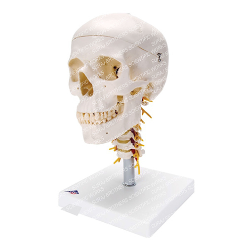 SB-0106 SKull With Cervical Spine