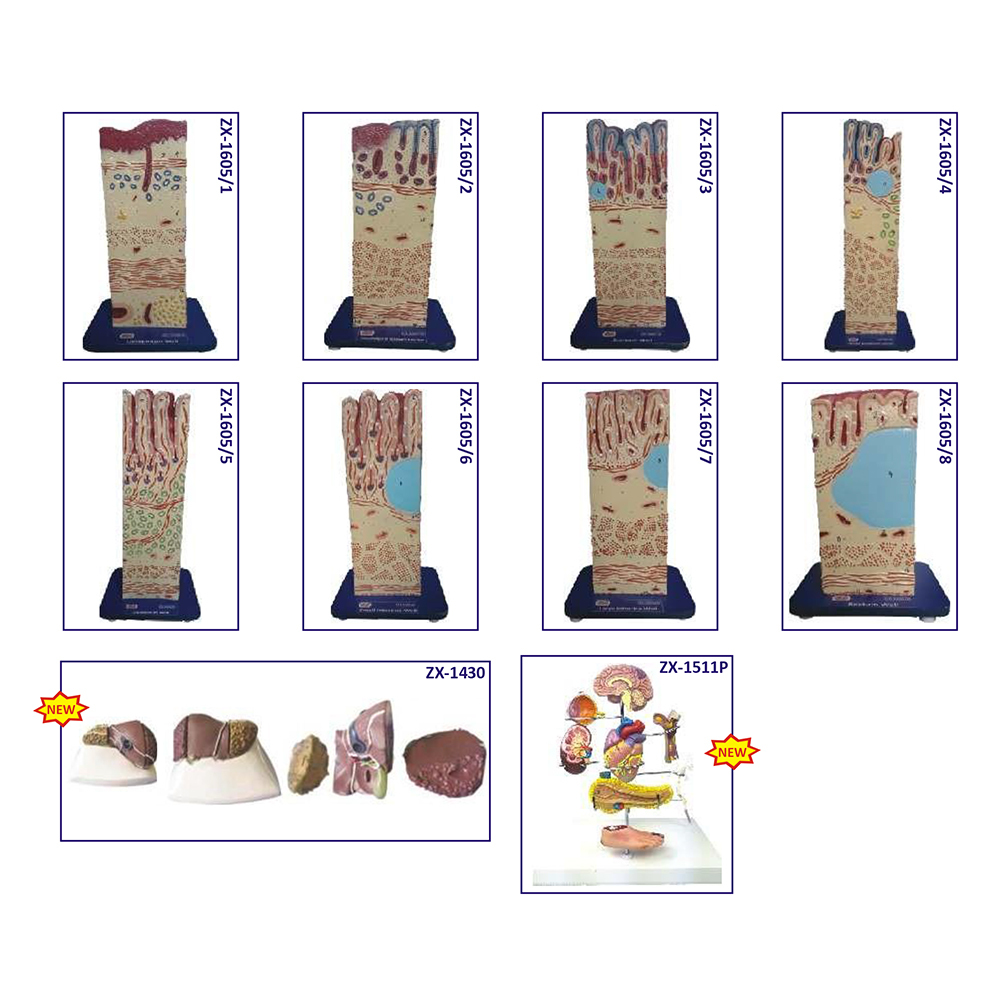 Digestive System